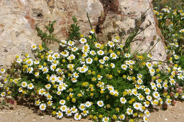 Margaridas Bonitas Floresceram Uma Clareira Florestal Norte Israel — Fotografia de Stock