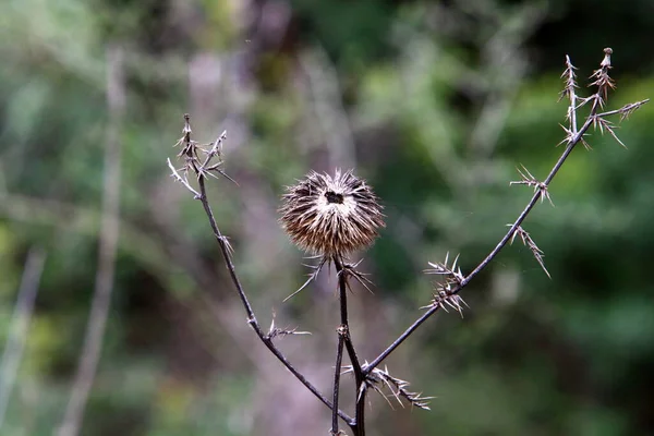 Spiny Thistle Plant Background Green Grass City Park Northern Israel — Stock Photo, Image