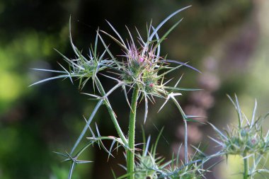 Kuzey İsrail 'deki bir şehir parkında yeşil çimlerin arka planında dikenli devedikeni var. 