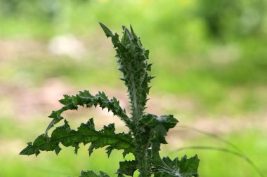 Kuzey İsrail 'deki bir şehir parkında yeşil çimlerin arka planında dikenli devedikeni var. 