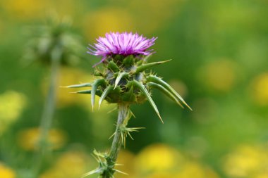 Kuzey İsrail 'deki bir şehir parkında yeşil çimlerin arka planında dikenli devedikeni var. 
