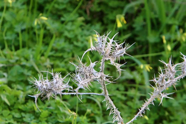 Chardon Épineux Sur Fond Herbe Verte Dans Parc Ville Dans — Photo