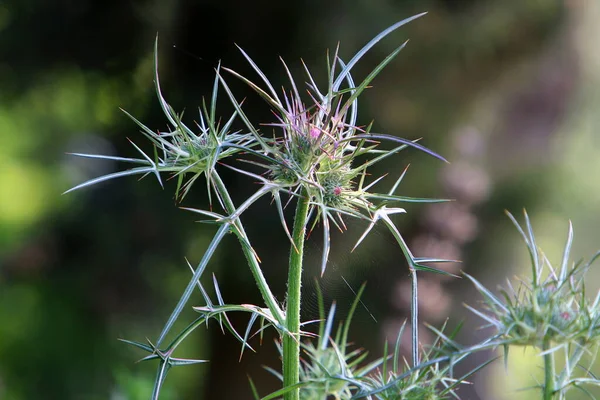 Stekeldistel Plant Een Achtergrond Van Groen Gras Een Stadspark Noord — Stockfoto