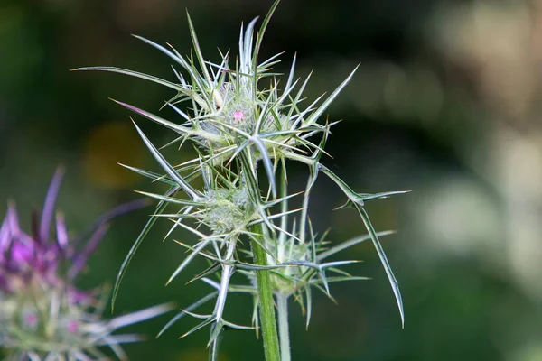 Planta Cardo Espinhoso Fundo Grama Verde Parque Cidade Norte Israel — Fotografia de Stock