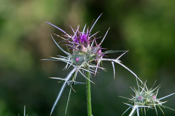 Stekeldistel Plant Een Achtergrond Van Groen Gras Een Stadspark Noord — Stockfoto