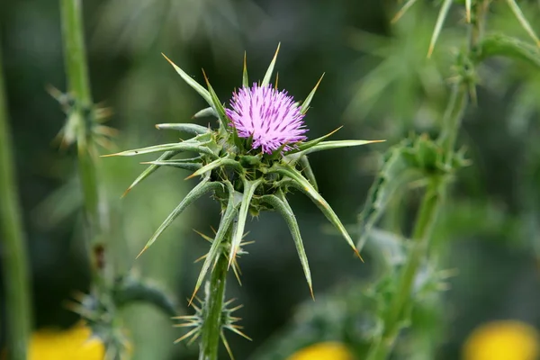 Stekeldistel Plant Een Achtergrond Van Groen Gras Een Stadspark Noord — Stockfoto