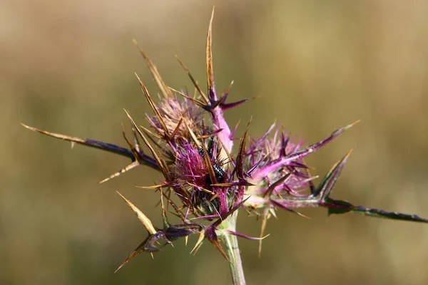 Pianta Cardo Spinoso Uno Sfondo Erba Verde Parco Cittadino Nel — Foto Stock