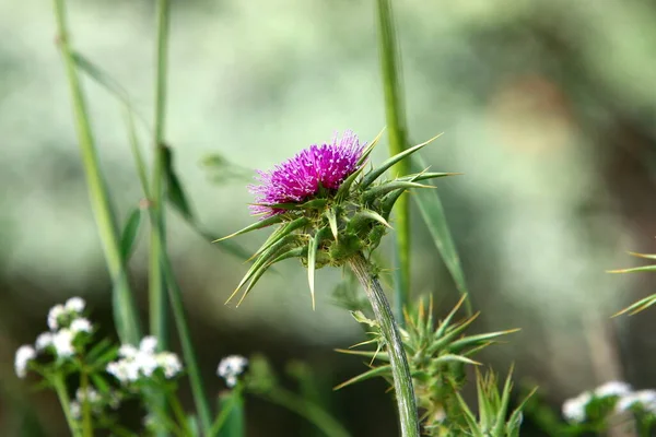 Ostnatá Bodláková Rostlina Pozadí Zelené Trávy Městském Parku Severním Izraeli — Stock fotografie