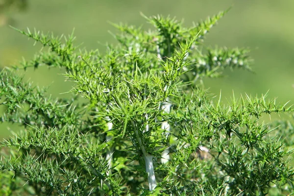 Taggig Tistel Växt Bakgrund Grönt Gräs Stadspark Norra Israel — Stockfoto