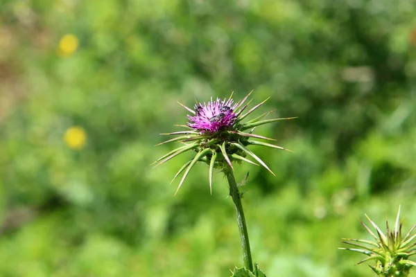 Spiny Thistle Plant Background Green Grass City Park Northern Israel — Stock Photo, Image