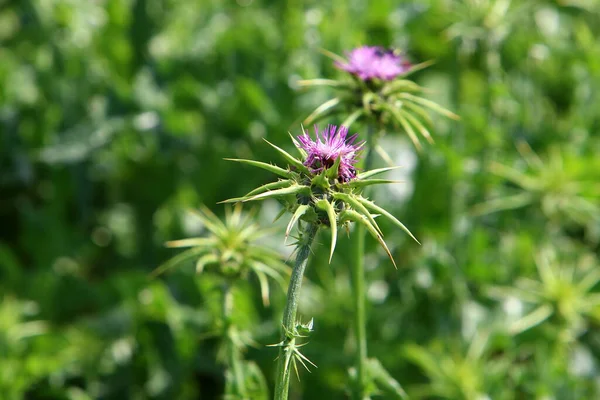 Stekeldistel Plant Een Achtergrond Van Groen Gras Een Stadspark Noord — Stockfoto