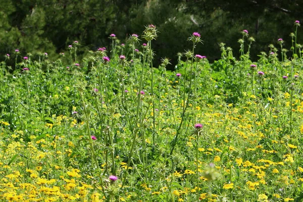 Planta Cardo Espinhoso Fundo Grama Verde Parque Cidade Norte Israel — Fotografia de Stock