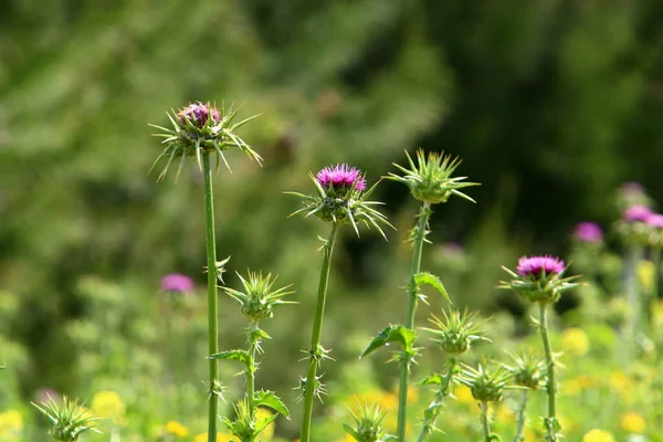 Stekeldistel Plant Een Achtergrond Van Groen Gras Een Stadspark Noord — Stockfoto