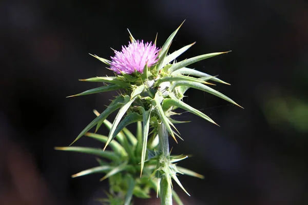 Spiny Thistle Plant Background Green Grass City Park Northern Israel — Stock Photo, Image