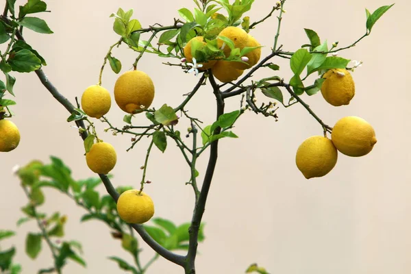 leaves and fruits of citrus trees in a city park in northern Israel. summer has come in Israel