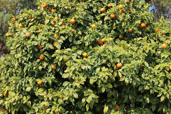 北イスラエルの都市公園の柑橘類の木の葉や果物 イスラエルでは夏がやってきました — ストック写真