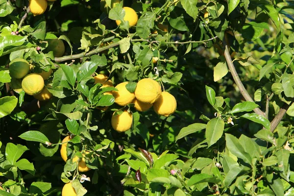 Feuilles Fruits Agrumes Dans Parc Urbain Dans Nord Israël Été — Photo