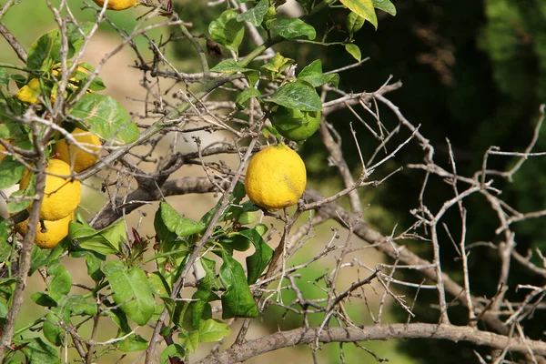 Листья Плоды Цитрусовых Деревьев Городском Парке Севере Израиля Израиле Наступило — стоковое фото