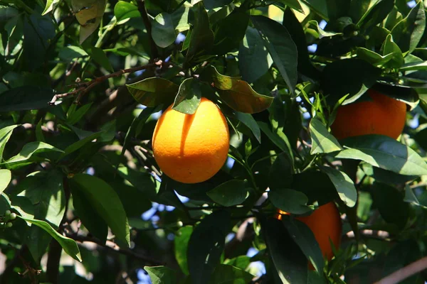 leaves and fruits of citrus trees in a city park in northern Israel. summer has come in Israel