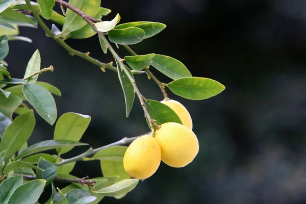 Hojas Frutos Árboles Cítricos Parque Ciudad Norte Israel Llegado Verano — Foto de Stock