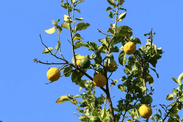 Feuilles Fruits Agrumes Dans Parc Urbain Dans Nord Israël Été — Photo