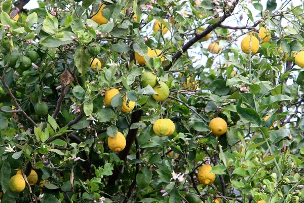 Foglie Frutti Agrumi Parco Cittadino Nel Nord Israele Estate Arrivata — Foto Stock