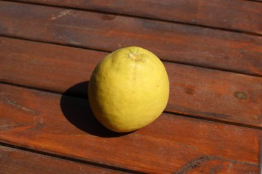 Kuzey İsrail 'deki bir parktaki narenciye ağaçlarının yaprakları ve meyveleri. İsrail 'de yaz geldi. 