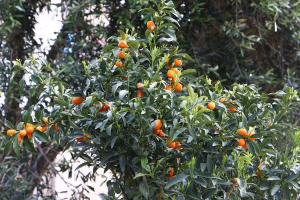 Blad Och Frukter Citrusträd Stadspark Norra Israel Sommaren Har Kommit — Stockfoto