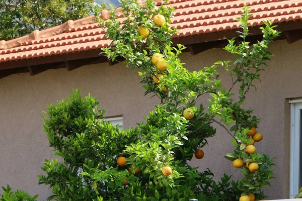 leaves and fruits of citrus trees in a city park in northern Israel. summer has come in Israel