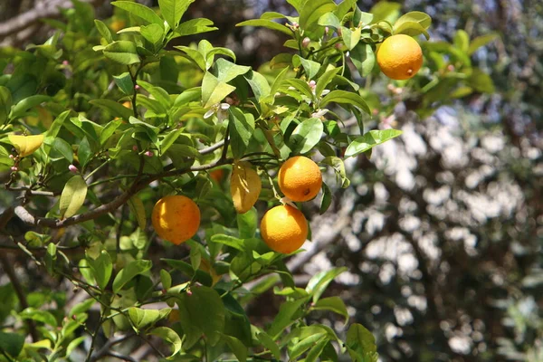 Hojas Frutos Árboles Cítricos Parque Ciudad Norte Israel Llegado Verano —  Fotos de Stock