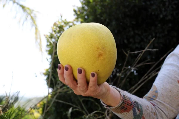 Feuilles Fruits Agrumes Dans Parc Urbain Dans Nord Israël Été — Photo