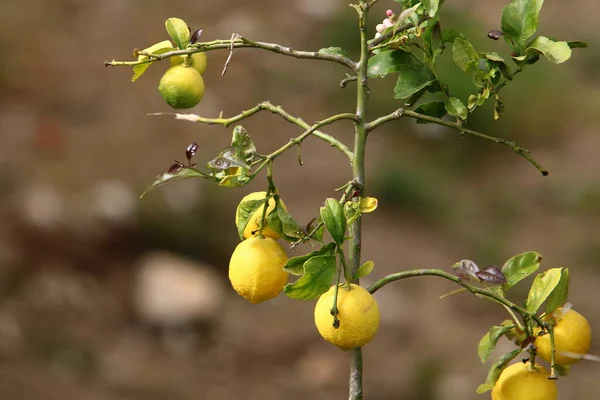 leaves and fruits of citrus trees in a city park in northern Israel. summer has come in Israel