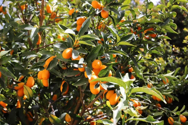 leaves and fruits of citrus trees in a city park in northern Israel. summer has come in Israel