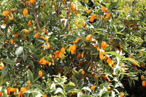 Feuilles Fruits Agrumes Dans Parc Urbain Dans Nord Israël Été — Photo