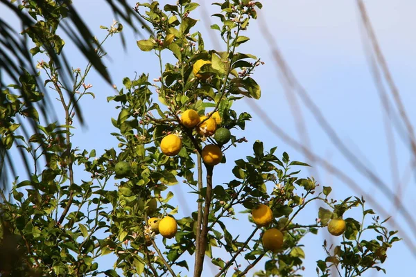 Foglie Frutti Agrumi Parco Cittadino Nel Nord Israele Estate Arrivata — Foto Stock