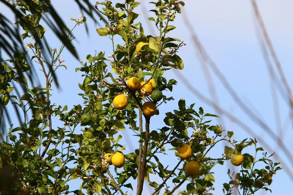 Feuilles Fruits Agrumes Dans Parc Urbain Dans Nord Israël Été — Photo