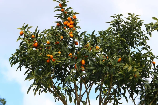 leaves and fruits of citrus trees in a city park in northern Israel. summer has come in Israel