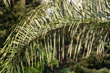 İsrail 'in kuzeyindeki bir şehir parkındaki ağaçlarda renkli yapraklar. Bulanık arkaplan 