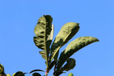 İsrail 'in kuzeyindeki bir şehir parkındaki ağaçlarda renkli yapraklar. Bulanık arkaplan 