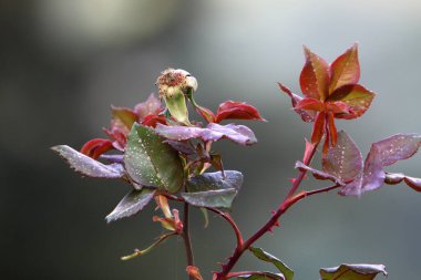 İsrail 'in kuzeyindeki bir şehir parkındaki ağaçlarda renkli yapraklar. Bulanık arkaplan 