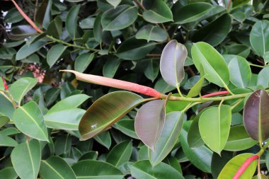 İsrail 'in kuzeyindeki bir şehir parkındaki ağaçlarda renkli yapraklar. Bulanık arkaplan 