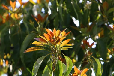 İsrail 'in kuzeyindeki bir şehir parkındaki ağaçlarda renkli yapraklar. Bulanık arkaplan 