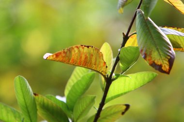 İsrail 'in kuzeyindeki bir şehir parkındaki ağaçlarda renkli yapraklar. Bulanık arkaplan 