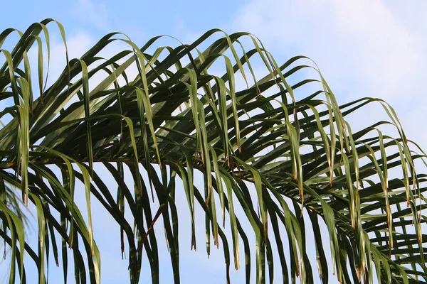 Bunte Blätter Bäumen Einem Stadtpark Norden Israels Unklarer Hintergrund — Stockfoto