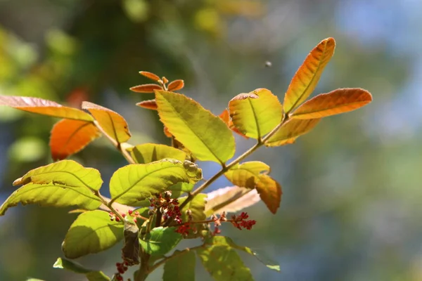 Feuilles Colorées Sur Les Arbres Dans Parc Ville Dans Nord — Photo