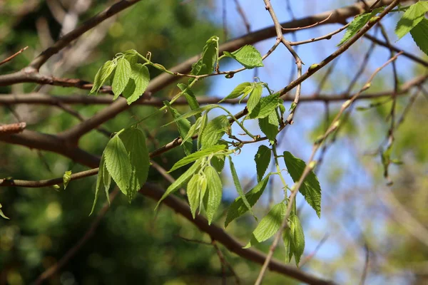 Feuilles Colorées Sur Les Arbres Dans Parc Ville Dans Nord — Photo