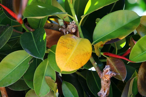 Folhas Coloridas Árvores Parque Cidade Norte Israel Fundo Desfocado — Fotografia de Stock