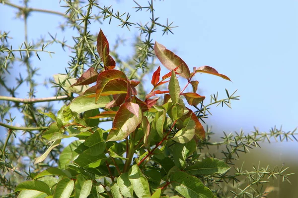 Bunte Blätter Bäumen Einem Stadtpark Norden Israels Unklarer Hintergrund — Stockfoto