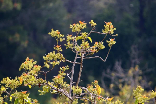 以色列北部一个城市公园的树上长满了五彩斑斓的树叶 模糊的背景 — 图库照片