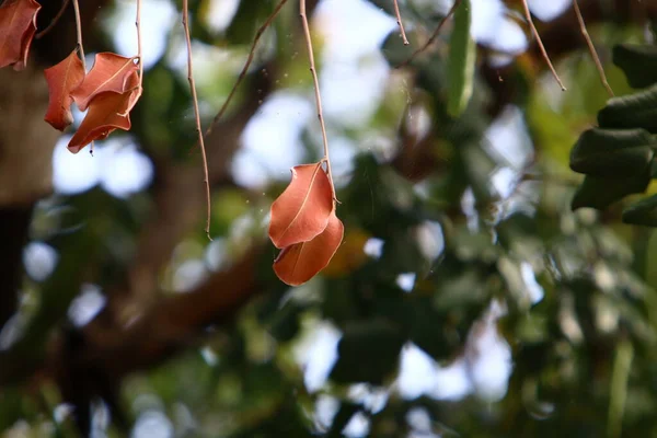 Colorful Leaves Trees City Park North Israel Blurred Background — Stock Photo, Image